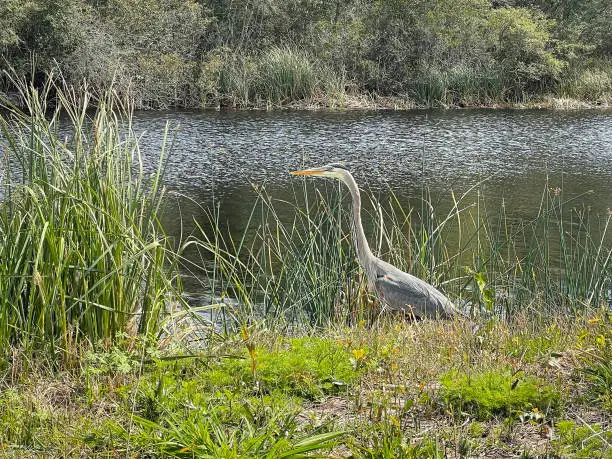 Photo of Great Blue Heron at a Shoreline