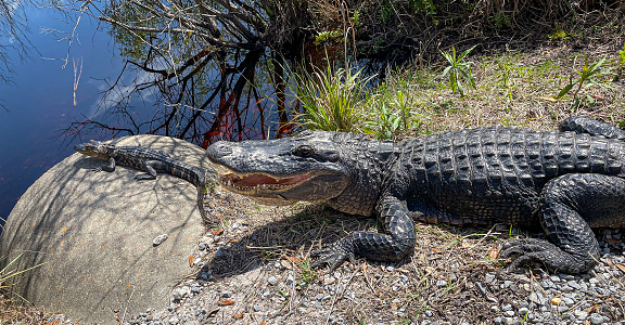 An adult alligator and her baby in the wild, seen at Gulf State Park in Alabama.  This particular alligator, nicknamed Lefty, is often seen by tourists in the park.