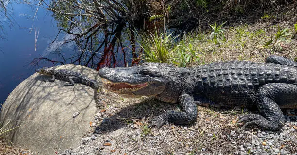 Photo of Adult Alligator with Baby Alligator