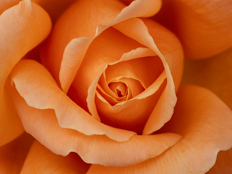 Macro image of an orange rose blossom