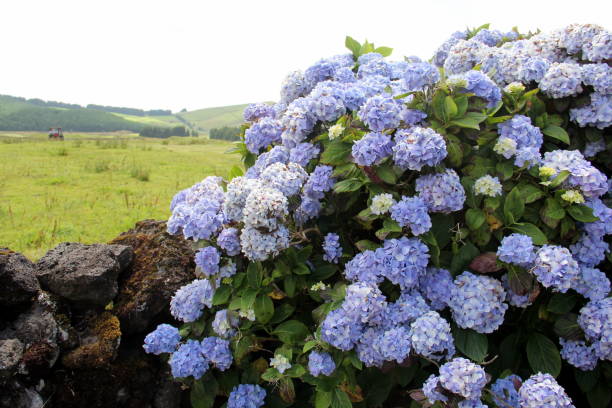 Blooming hortensia bush at the stone fence, on background of rural and agricultural landscape, Terceira Island, Portugal Blooming hortensia bush at the stone fence, on blurred background of rural and agricultural landscape, Terceira, Azores, Portugal terceira azores stock pictures, royalty-free photos & images