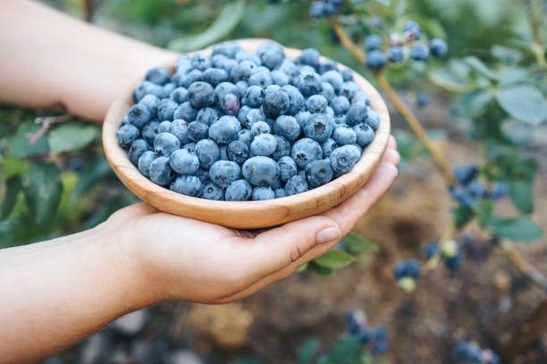istock Wooden plate with blueberries in female hands 1413896207
