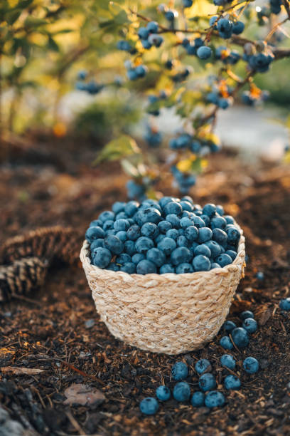 Blueberries in a basket against the background of a bush with berries stock photo