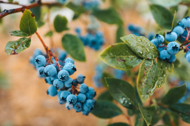 istock Blueberries on a branch close-up, background place for text 1413896941