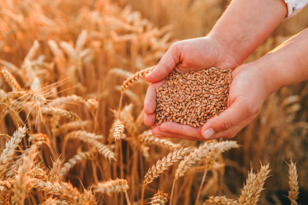Hands with grain of wheat on the field close-up, harvesting stock photo