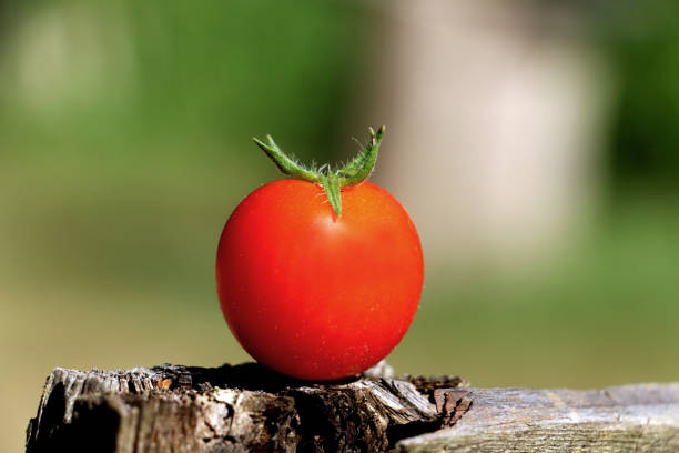 istock Juicy rip cherry tomato isolated 1413897434