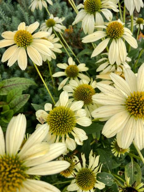 istock White echinacea flowers in the garden 1413898013