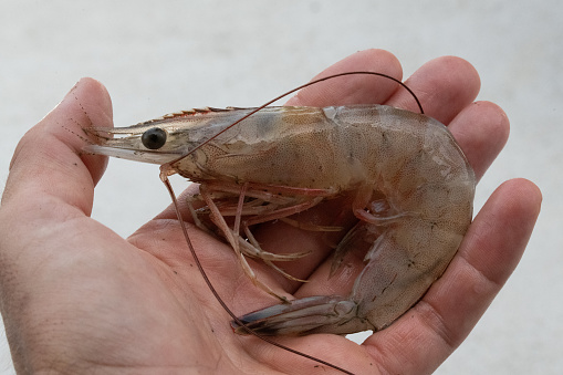 Holding a brown shrimp in hand