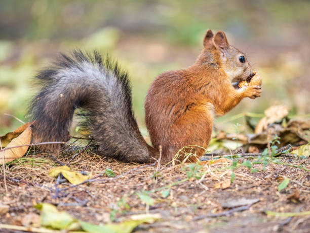 istock Autumn squirrel with nut sits on green grass with fallen yellow leaves 1413899490