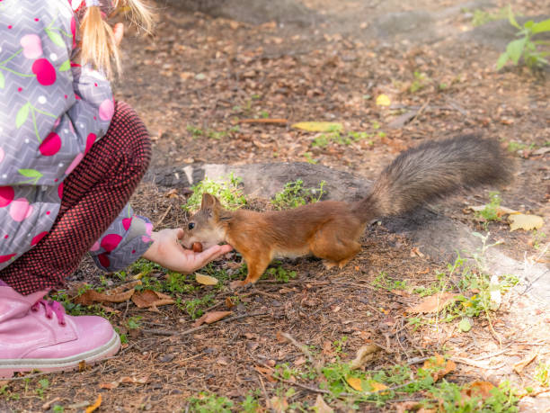 istock Girl feeds a squirrel with nuts in an autumn park. 1413899999