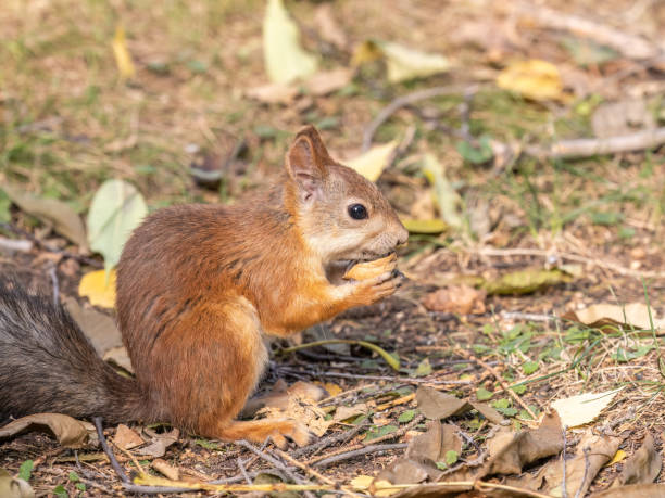istock Autumn squirrel with nut sits on green grass with fallen yellow leaves 1413900004