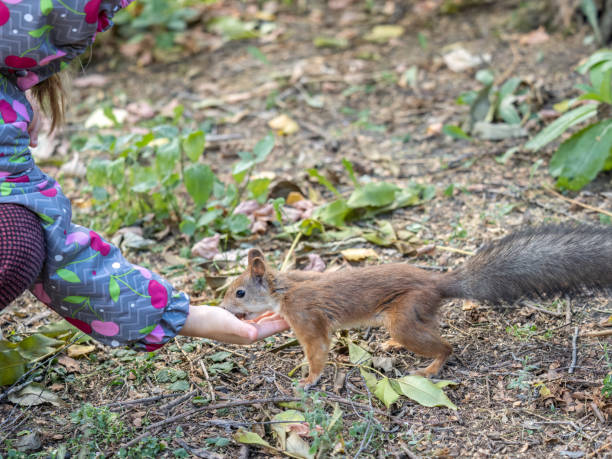 istock Girl feeds a squirrel with nuts in an autumn park. 1413900010