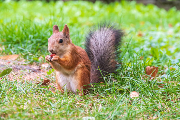 istock Autumn squirrel with nut sits on green grass with fallen yellow leaves 1413900122
