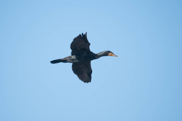 istock A great cormorant, Phalacrocorax carbo, flying under a blue sky. 1413900216