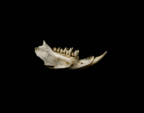 istock Small rodent jaw bone and teeth. 1413900925