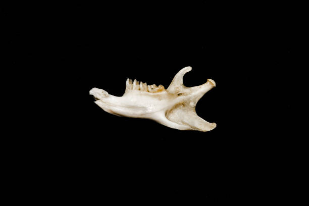 istock Small rodent jaw bone and teeth. 1413900926