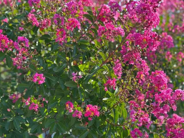 Lagerstroemia indica Crape-Myrtle ornamental shrub with pink flowers.
