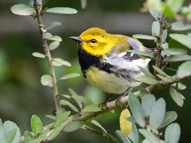 warbler-verde-de-garganta-preta - spring migration - fotografias e filmes do acervo