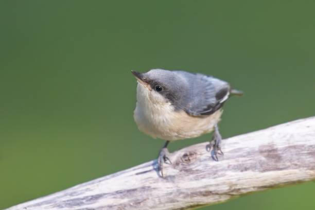 istock Cute pygmy nuthatch looks upward. 1413904121