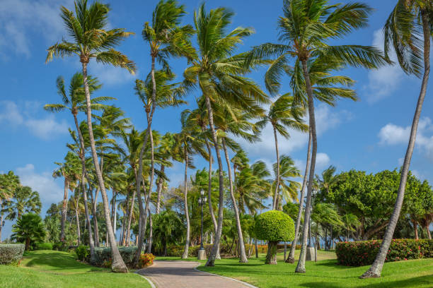 Tropical paradise: idyllic palm trees and footpath in Aruba, Dutch Caribbean stock photo