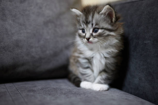 istock Side portrait of grey kitty 1413905276