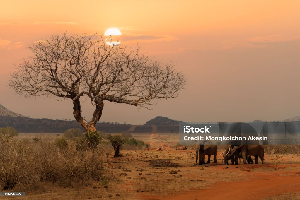 herd of African elephants standing together at Tsavo East national park Kenya. herd of African elephants standing together during sunset at Tsavo East national park Kenya. Maasai Mara National Reserve Stock Photo