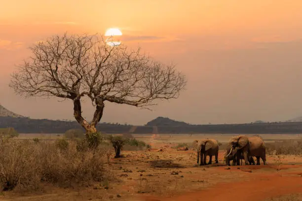 herd of African elephants standing together during sunset at Tsavo East national park Kenya.