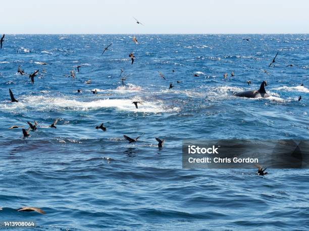 Sea Birds And Killer Whales At Sea Stock Photo - Download Image Now - Albatross, Flying, Animal