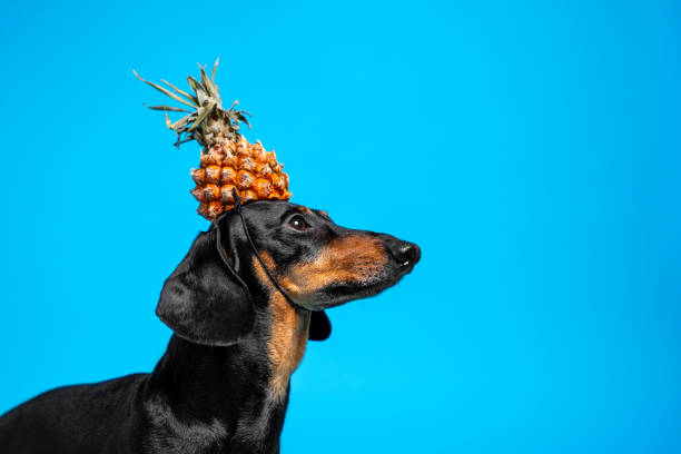 retrato de perro salchicha con gorra en forma de piña en la cabeza, espacio de copia. - sausage shaped fotografías e imágenes de stock