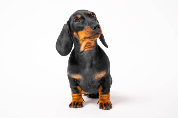 istock Dachshund puppy obediently sits on a white background, front view. 1413908785