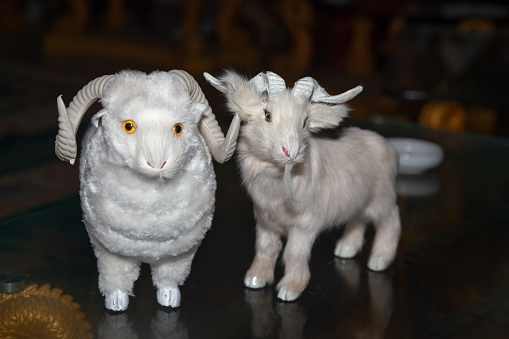 Cute white soft toy of little sheep isolated on a white background. Concept of babies first soft toy.