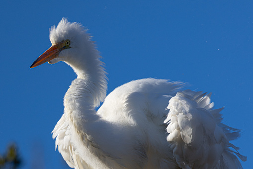 Close view of a fluffy great egret