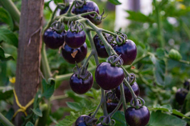istock Black tomatoes hanging on branch in vegetable garden 1413911410