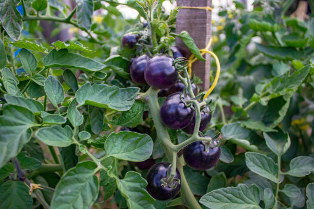 istock Black tomatoes hanging on branch in vegetable garden 1413911413