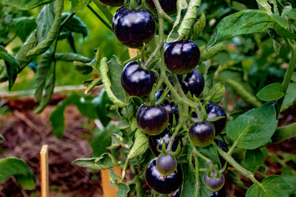 istock Black tomatoes hanging on branch in vegetable garden 1413911414
