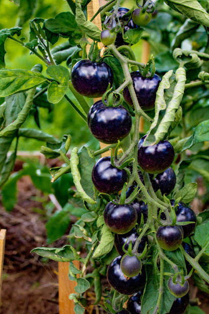istock Black tomatoes hanging on branch in vegetable garden 1413912357