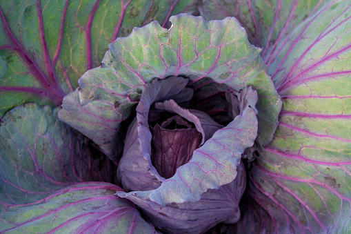 Purple-leaved red cabbage full frame