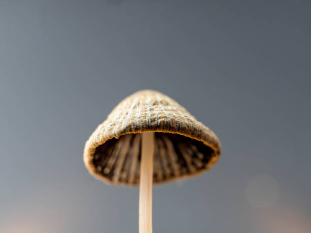 fly agaric close up. macro shot of a toadstool. - mushroom fly agaric mushroom photograph toadstool imagens e fotografias de stock