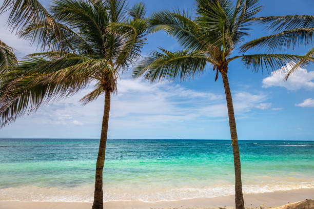 istock Tropical paradise: caribbean beach with palm trees, Montego Bay, Jamaica 1413913804