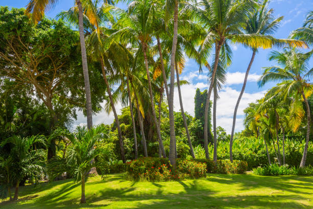 istock Tropical paradise: idyllic caribbean palm trees with sunbeam in Punta Cana 1413913840