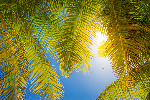 Tropical paradise: idyllic caribbean palm trees with sunbeam in Punta Cana, Dominican Republic