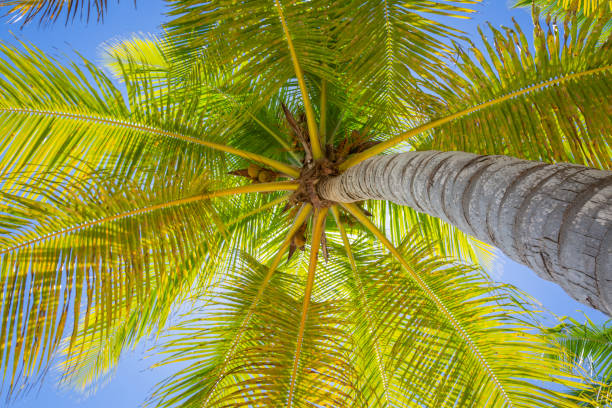 istock Tropical paradise: idyllic caribbean palm trees with sunbeam in Punta Cana 1413914049