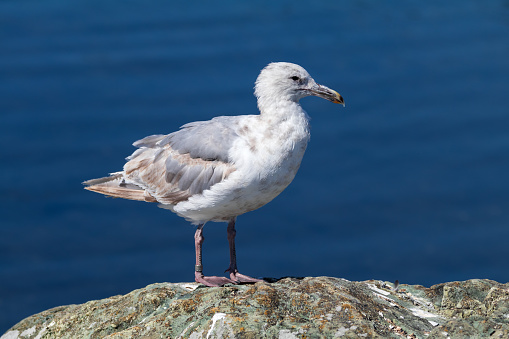 Seagull along the shoreline of southern Vancouver Island.
