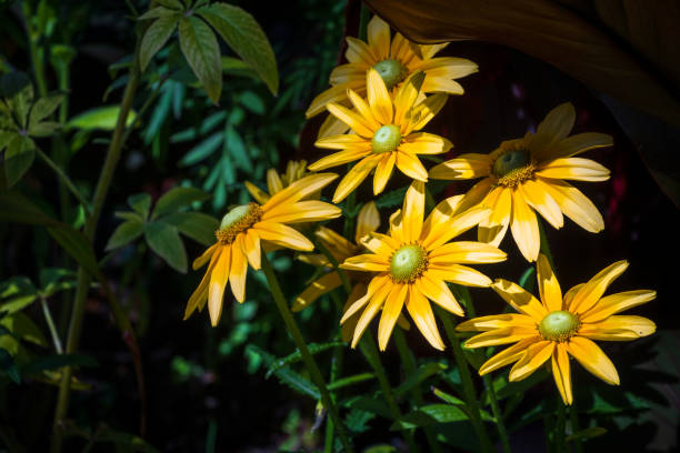 Yellow wild flowers with bright blue sky background