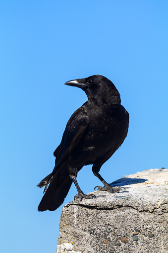 Close-up of a black crow.
