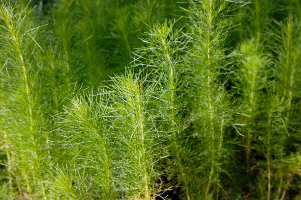 istock green leaf in green park 1413916240
