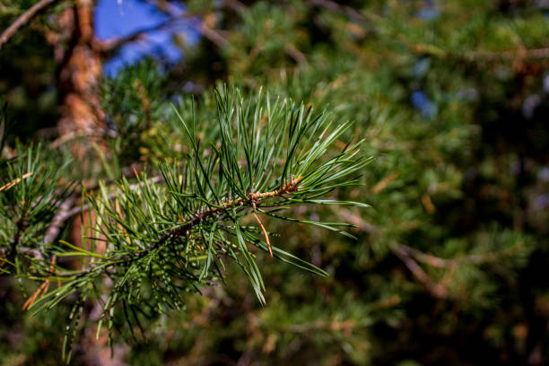 istock Pine Tree Close-up Fir Needles Coniferous Branches 1413918078