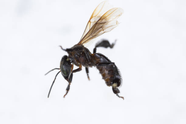꿀벌과 stingless 꿀벌 (hymenoptera)은 실험실에서 교육을합니다. - stingless 뉴스 사진 이미지