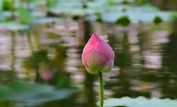 flower lotusflower