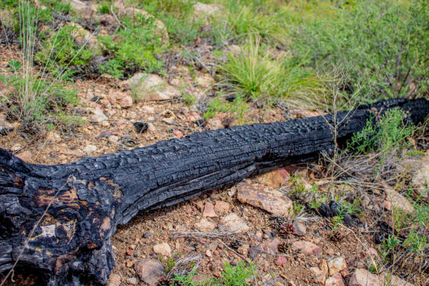 istock Burnt tree in woodland after dangerous forest fire 1413918183